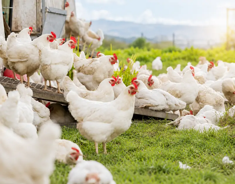 Manganese Sulphate Monohydrate for Poultry Sulfato de Manganês Monohidratado para Aves