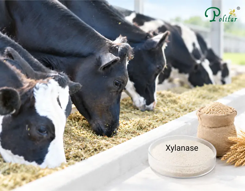 Application of Xylanase in Ruminant Feed Aplicação de Xilanase na Alimentação de Ruminantes