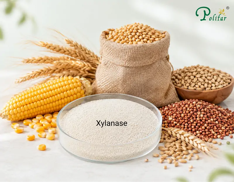 Applications of Xylanase Aplicações de Xilanase