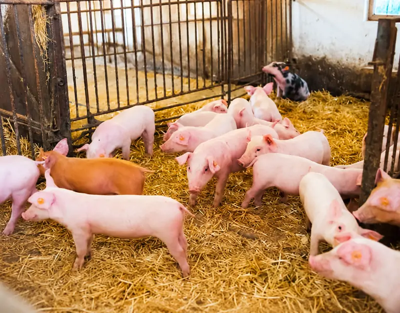98.5% lysine hydrochloride is specifically designed for pigs O cloridrato de lisina 98,5% foi desenvolvido especificamente para suínos.
