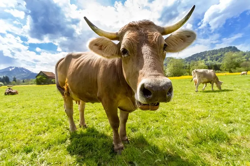 cow vaca