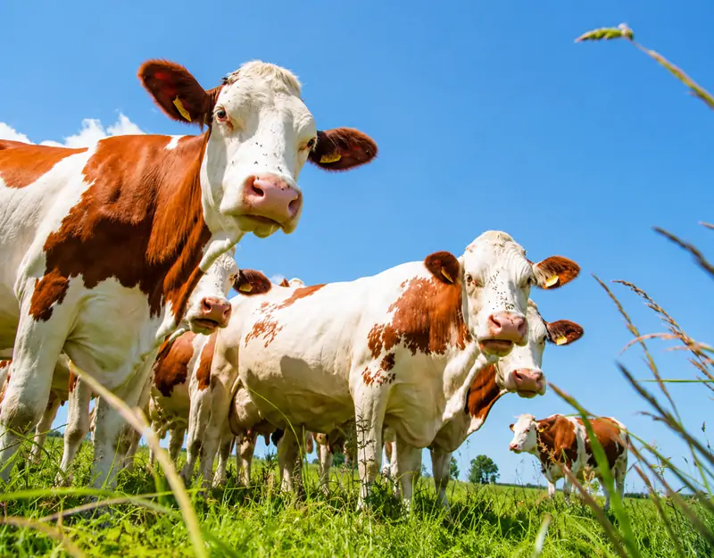 Benefits of Manganese Sulphate in Animal Feed Benefícios do sulfato de manganês na alimentação animal
