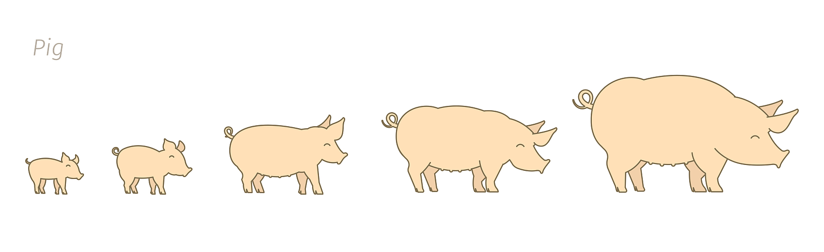 Porcos em diferentes estágios de crescimento