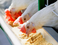 //5mrorwxhompnjik.leadongcdn.com/cloud/liBqnKmmSRklroiorjkq/Protein-And-Amino-Acids-for-Poultry.jpg