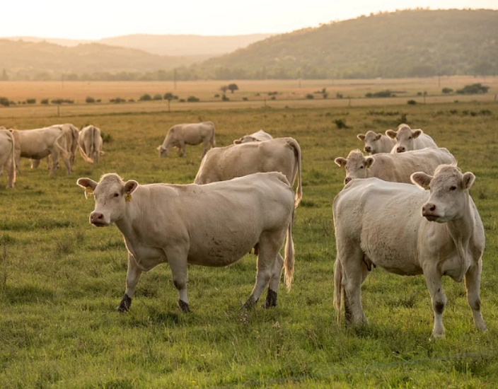 Oligoelementos melhoram a produção pecuária