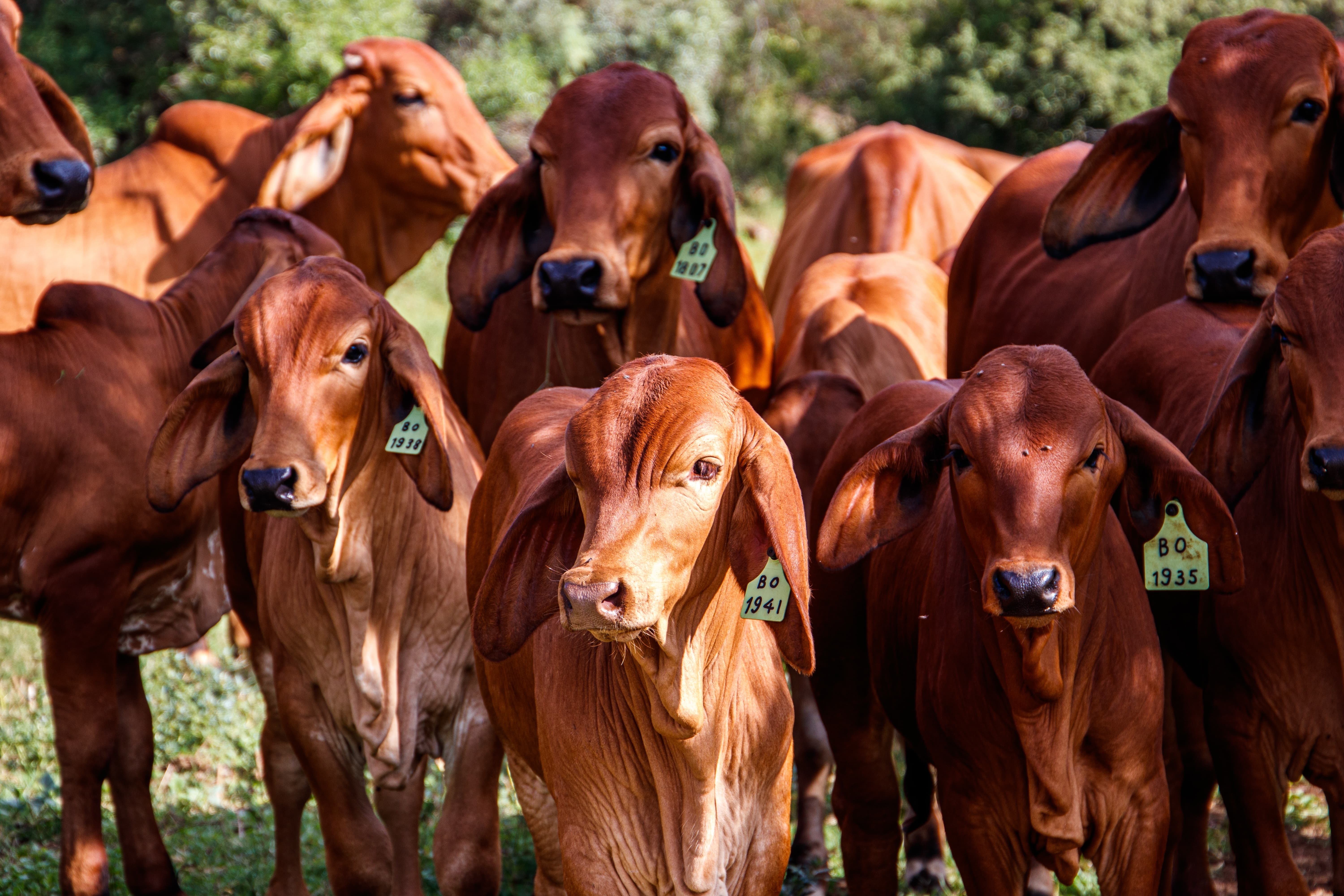 vacas