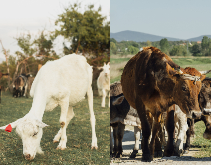 Sulfato de Cobalto: Essencial para a Saúde Animal