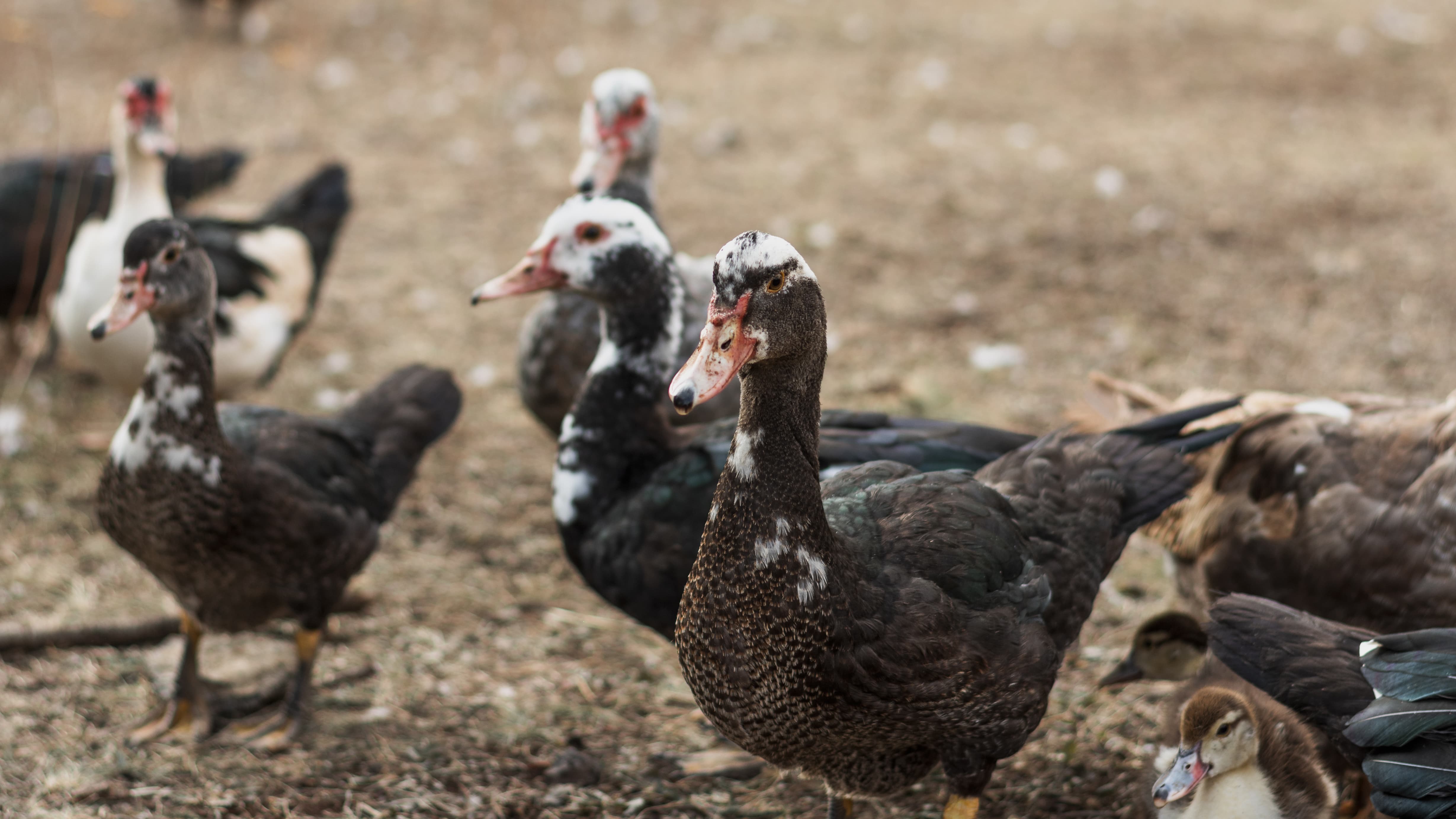 patos em pé no pátio