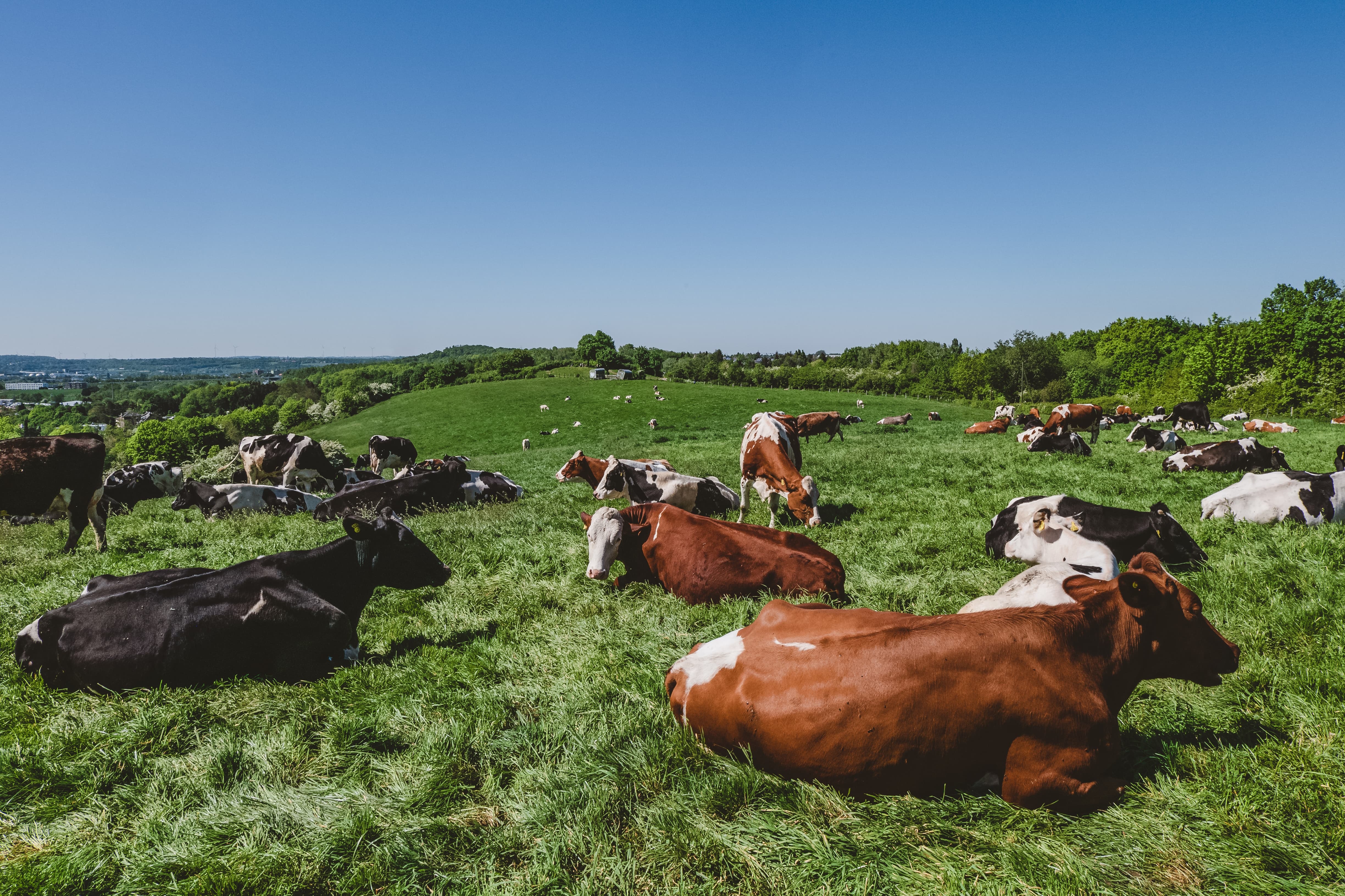 vacas precisam de oligoelementos