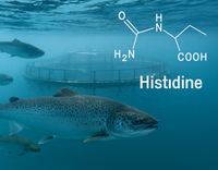 //5mrorwxhompnjik.leadongcdn.com/cloud/lmBqnKmmSRklnrnmikkq/Histidine-in-Aquatic-Animal-Nutrition.jpg