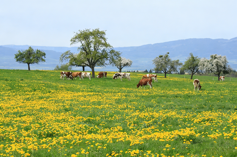 Efeitos do sulfato de zinco monohidratado em bovinos e ovinos