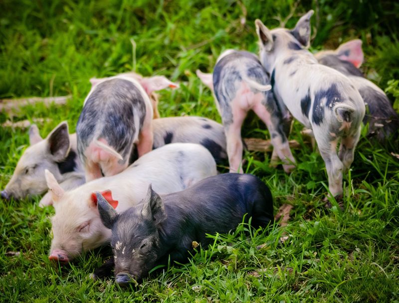 O importante papel da metionina em leit&otilde;es