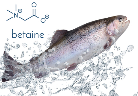 betaine.jpg