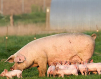 //5mrorwxhompnjik.leadongcdn.com/cloud/lnBqnKmmSRjloljmokkp/Pig-Reproduction.jpg