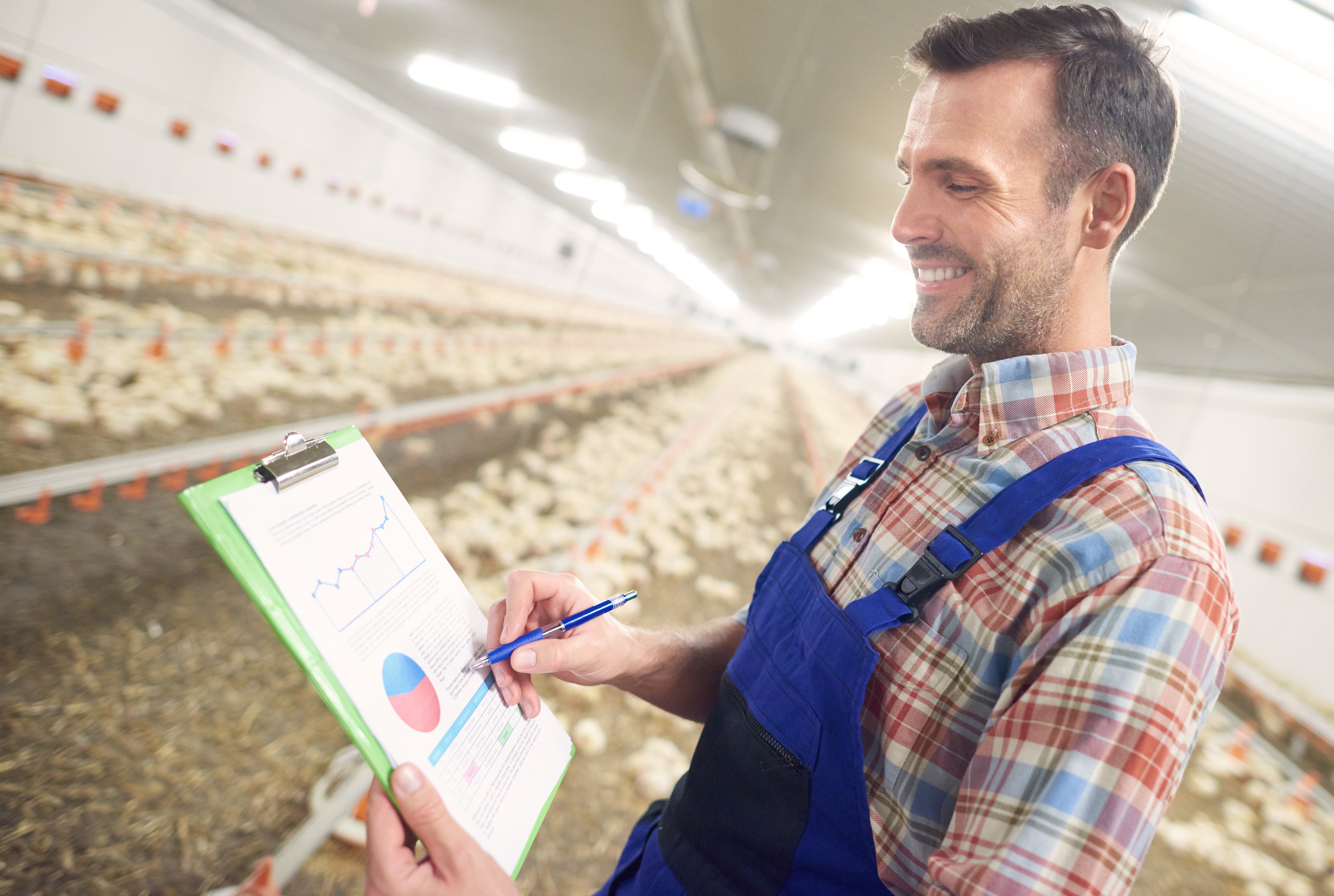 jovem agricultor está estudando dados de crescimento de frangos