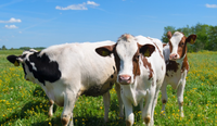 //5mrorwxhompnjik.leadongcdn.com/cloud/lnBqnKmmSRojoonoqpkm/cattle.png