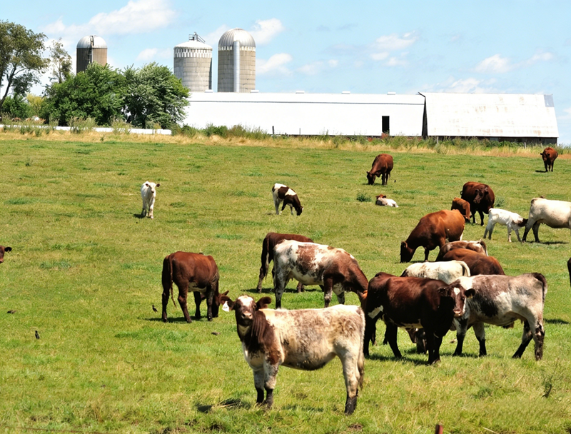Aplica&ccedil;&atilde;o de metionina protegida no r&uacute;men em ruminantes