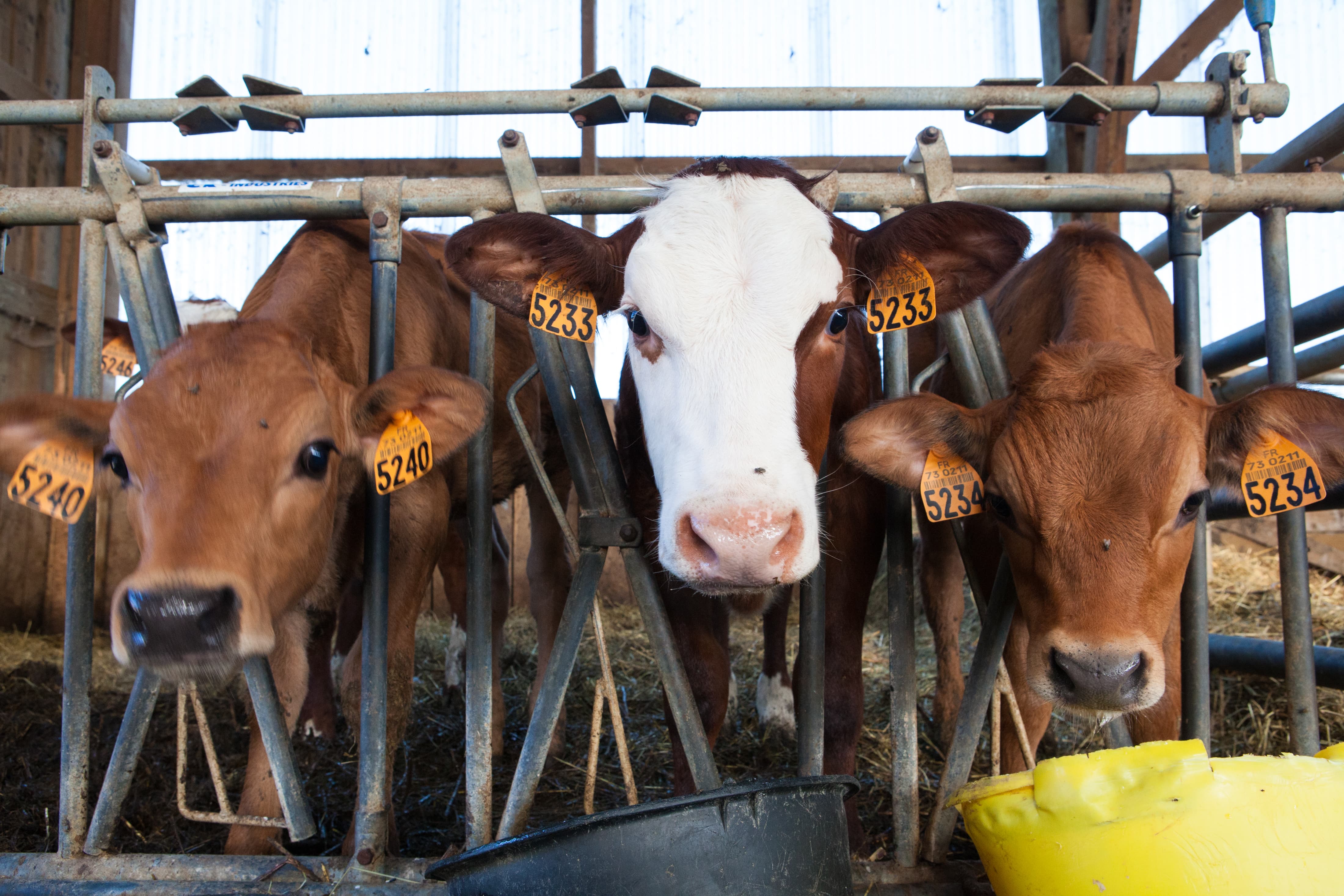 Vacas de ordenha de fábrica