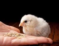 //5mrorwxhompnjik.leadongcdn.com/cloud/loBqnKmmSRklljlqqokp/feed-additives-for-broilers.jpg
