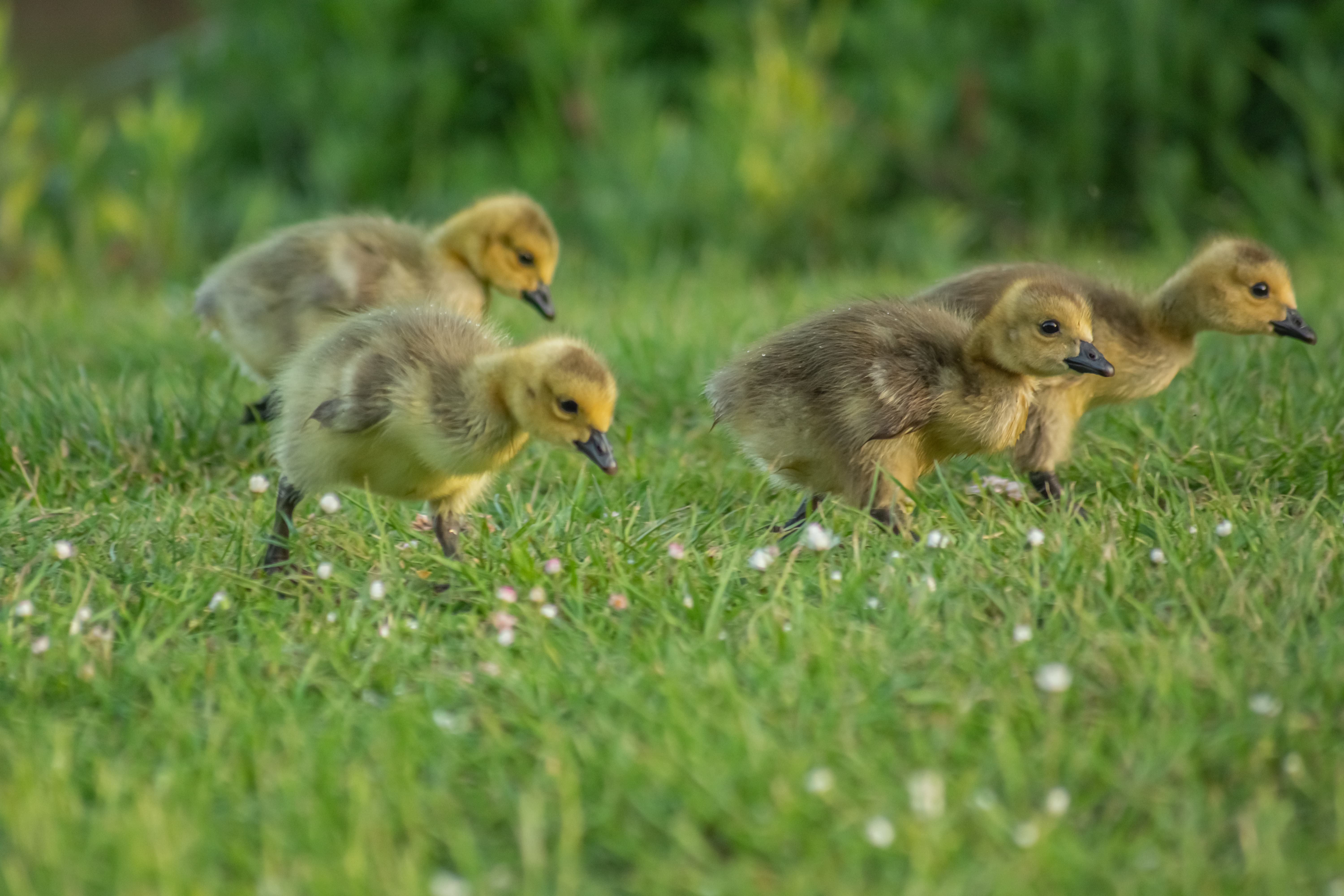 patos