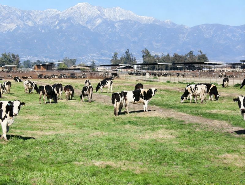 O importante papel da metionina em vacas leiteiras