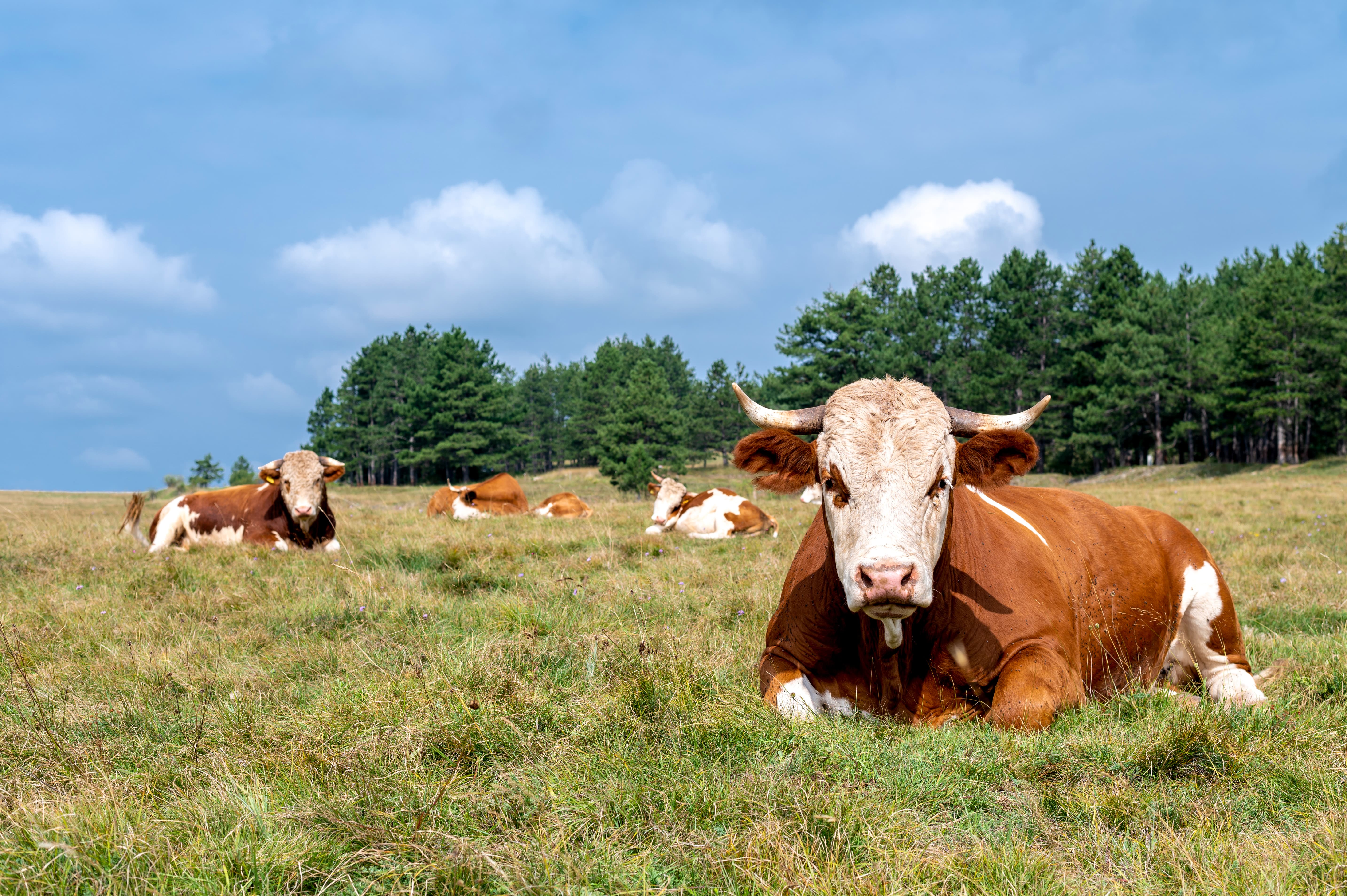 aditivo alimentar para vacas