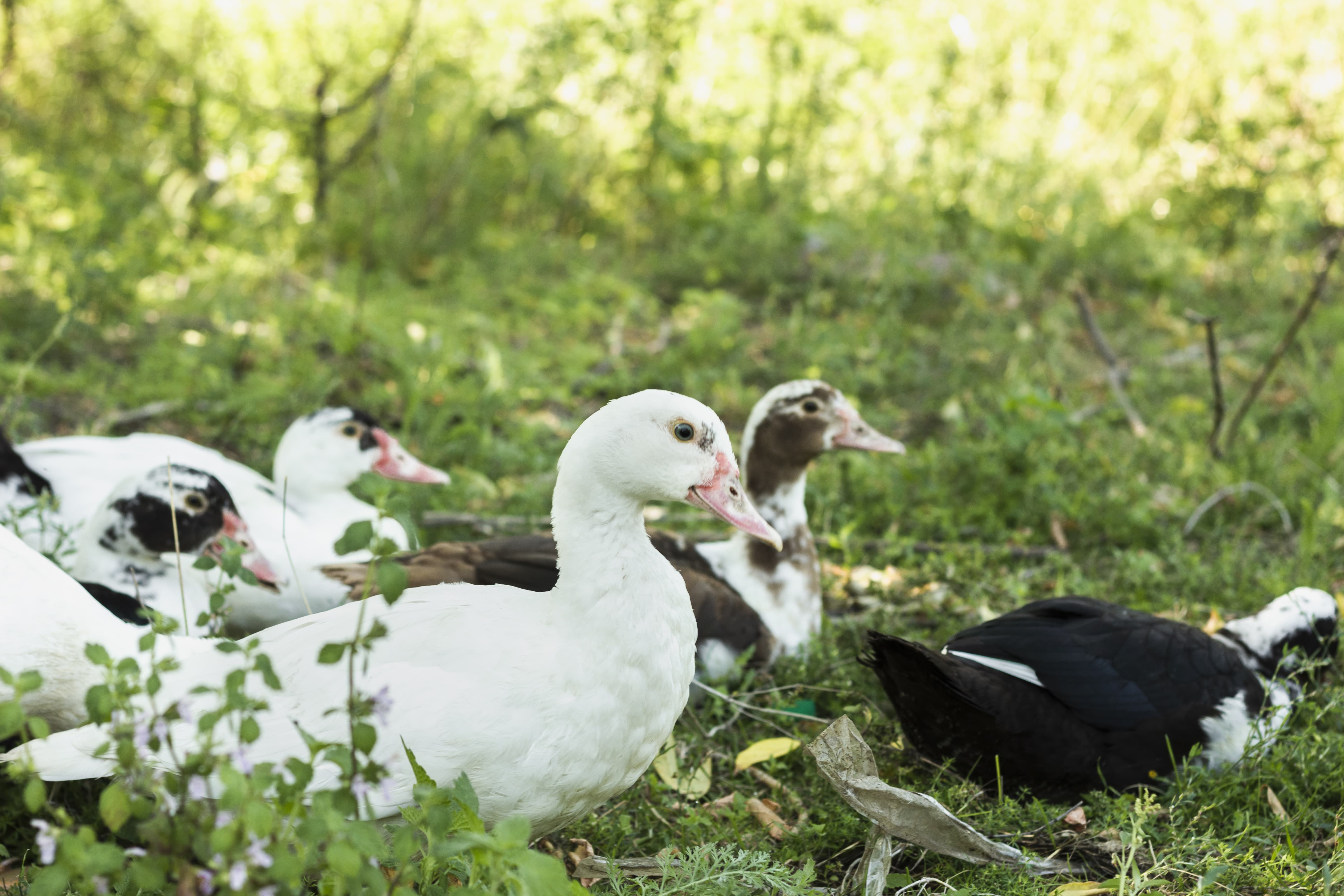 grupo de patos