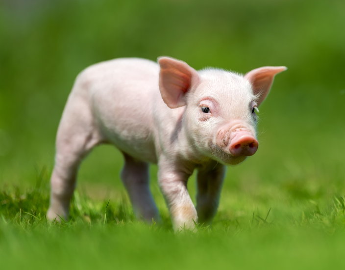 Pré-misturas para suínos Polifar: garantindo nutrição em todas as fases de crescimento