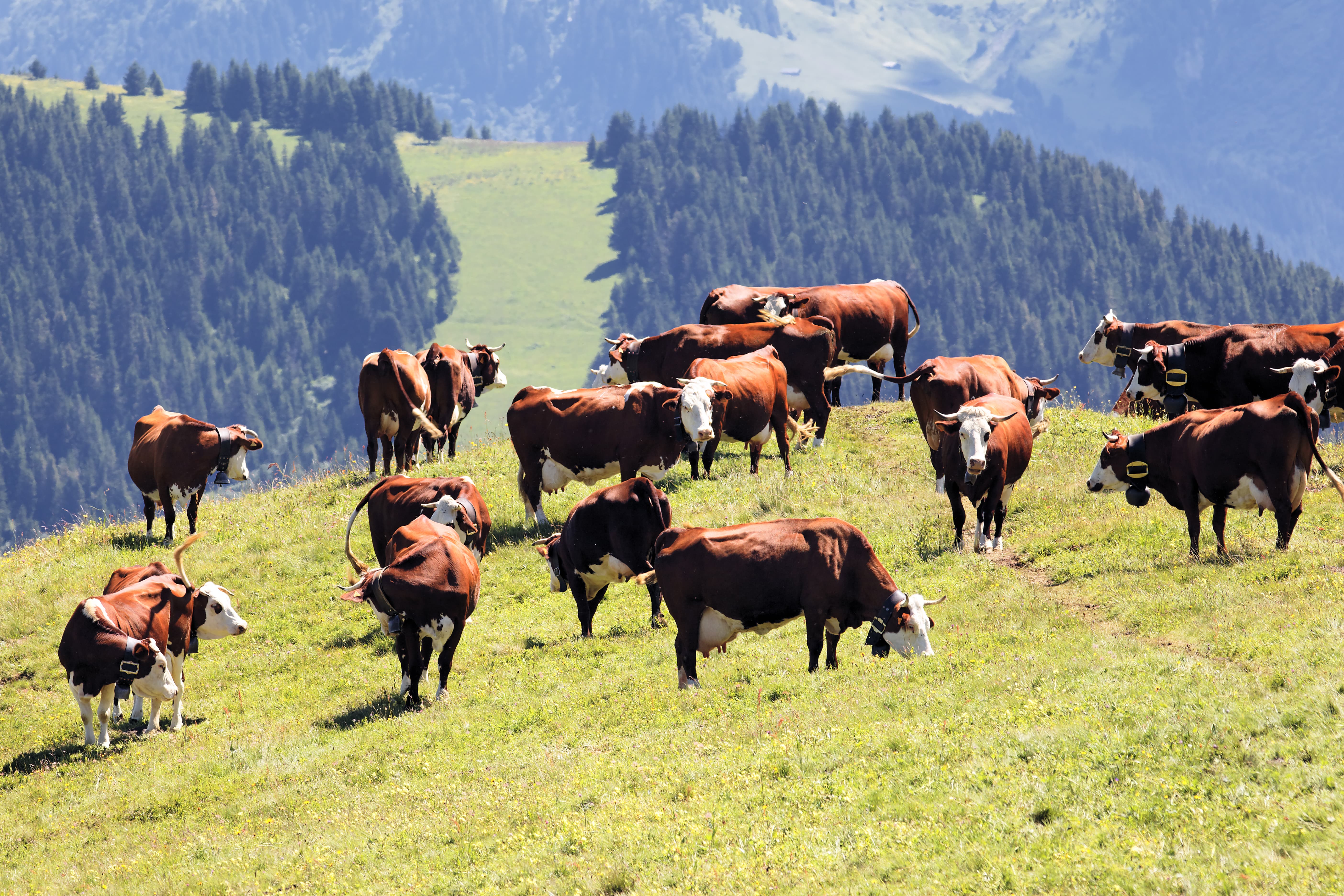 vacas precisam de cloreto de colina