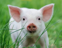 //5mrorwxhompnjik.leadongcdn.com/cloud/lrBqnKmmSRklrokjqokp/feed-additives-for-pigs.jpg