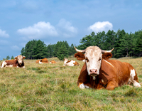 //5mrorwxhompnjik.leadongcdn.com/cloud/lrBqnKmmSRmkjnijmrkp/cows-are-resting.jpg