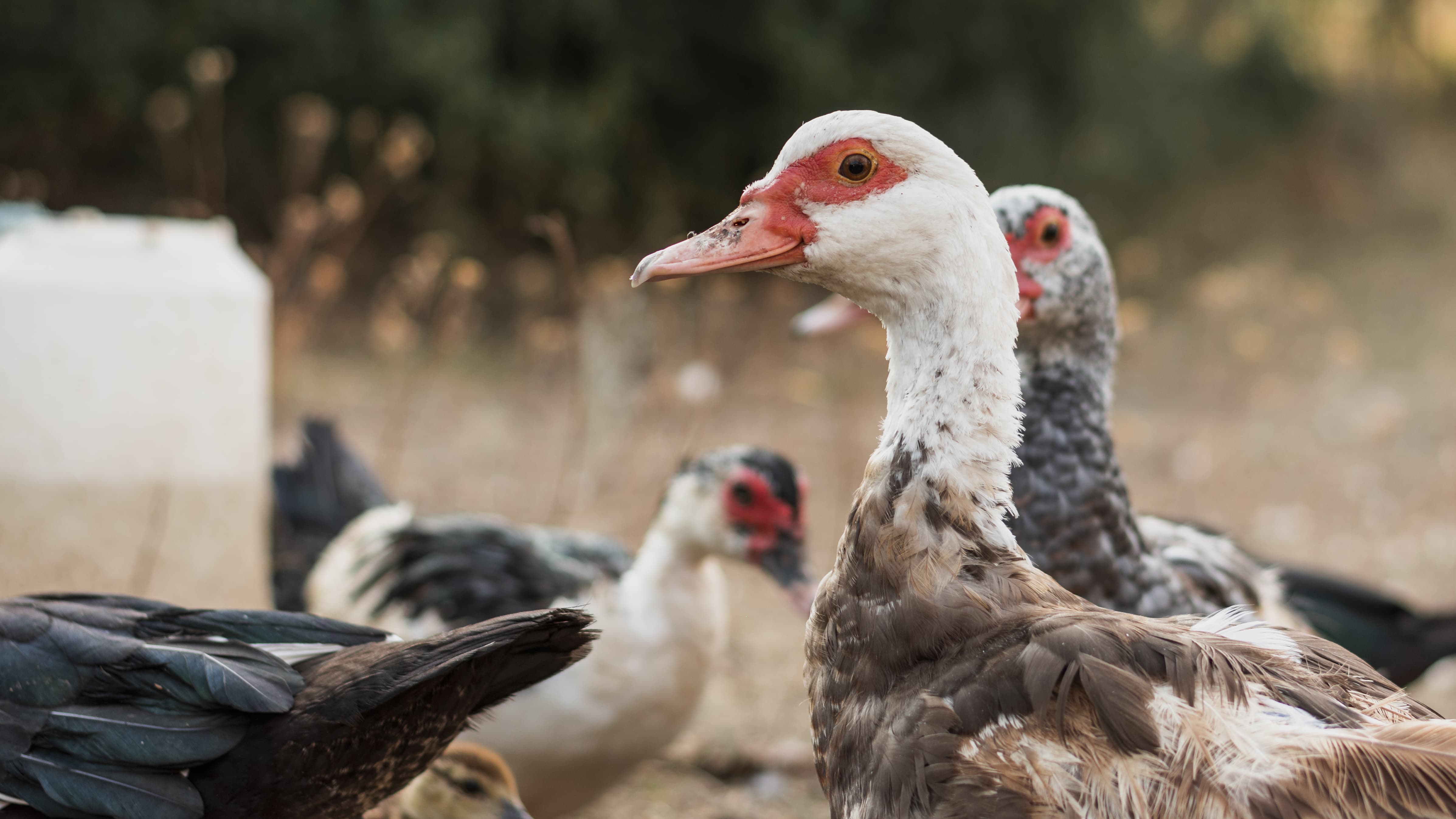 grupo de patos