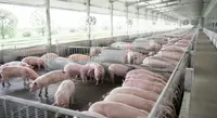 Fórmulas Nutricionais Suínas 