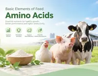 //5mrorwxhompnjik.leadongcdn.com/cloud/pkBqnKmmSRrnrrqljjkq/Basic-elements-of-feed-Amino-Acids.webp