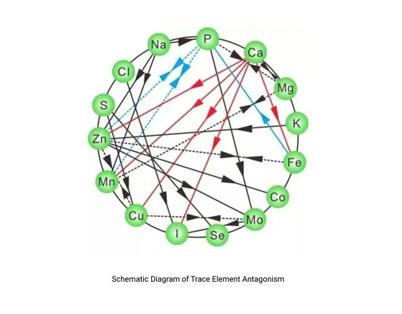 Diagrama esquem&aacute;tico do antagonismo de oligoelementos