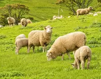 //5mrorwxhompnjik.leadongcdn.com/cloud/pnBqnKmmSRplljqolqkm/Manganese-Sulphate-for-Ruminants_703_550.webp