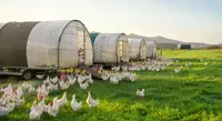 Aditivos para rações para aves 